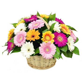 Basket Solar paints