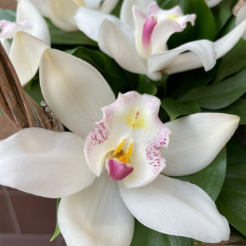 Basket with Orchid
